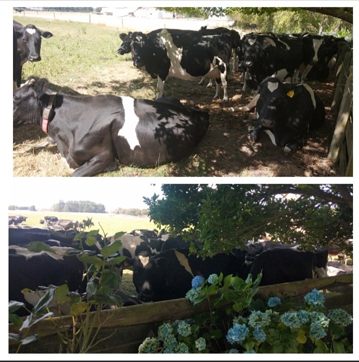FarmRobotic's tweet photo. The cow-girls keeping cool in the shade. They'll wander up to milk themselves when they're ready, most likely later on this evening when it cools down. #voluntarymilking #cowsmilkthemselves #LelyRobotics #CalmCows #HealthySoilHealthyGrassHealthyCowsHealthyFoodHealthyHumans https://t.co/q8xFl0Ra8L