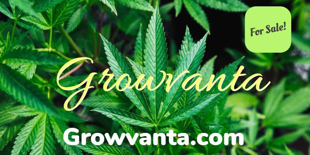 Brandulinks's tweet photo. Growvanta .com means #growth #advantage or #avant - Could be great for:
#Cannabis #420 #GrowHouse #CBD #Hemp #MMJ #HealingHerbs
Get it @Squadhelp #Startups #Branding #Startups #Entrepreneurs #Growvanta
https://t.co/qb6EbnRlSw https://t.co/QnroHvwSjp