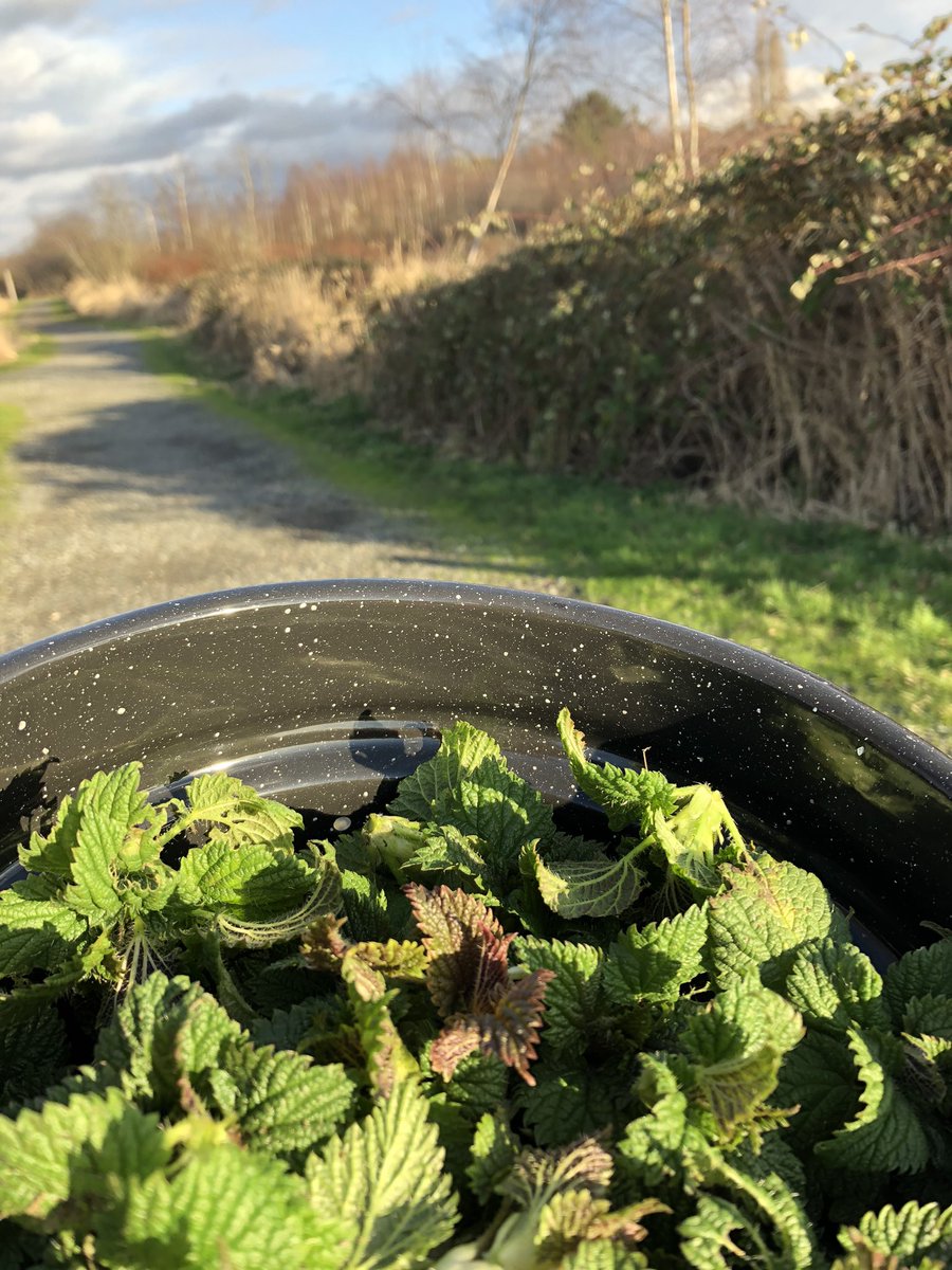 Perfect day to be gathering nettle buds