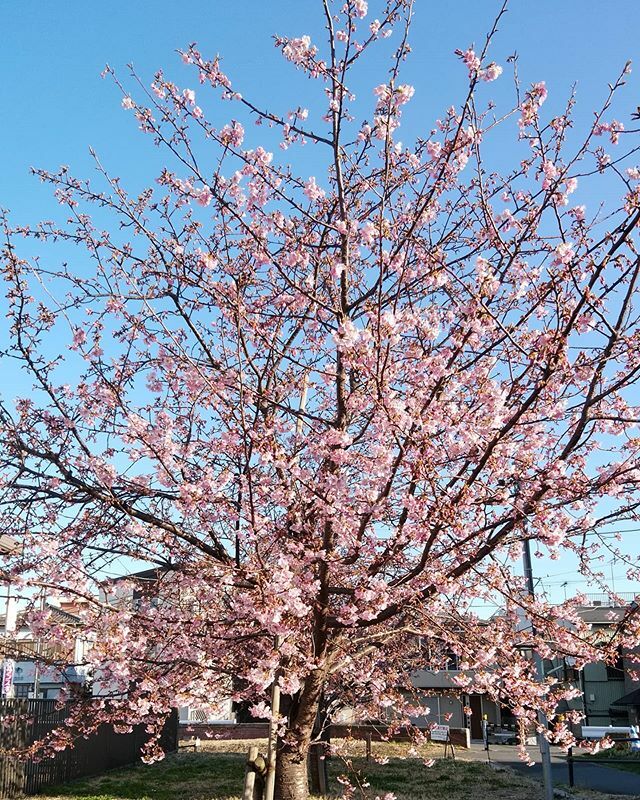 kairos_tokyo's tweet image. 河津桜。
春の気配さらに🌸

#河津桜 
#cherryblossom 
#tokyospring 
#tokyo2020 ift.tt/2Sk6Vqa