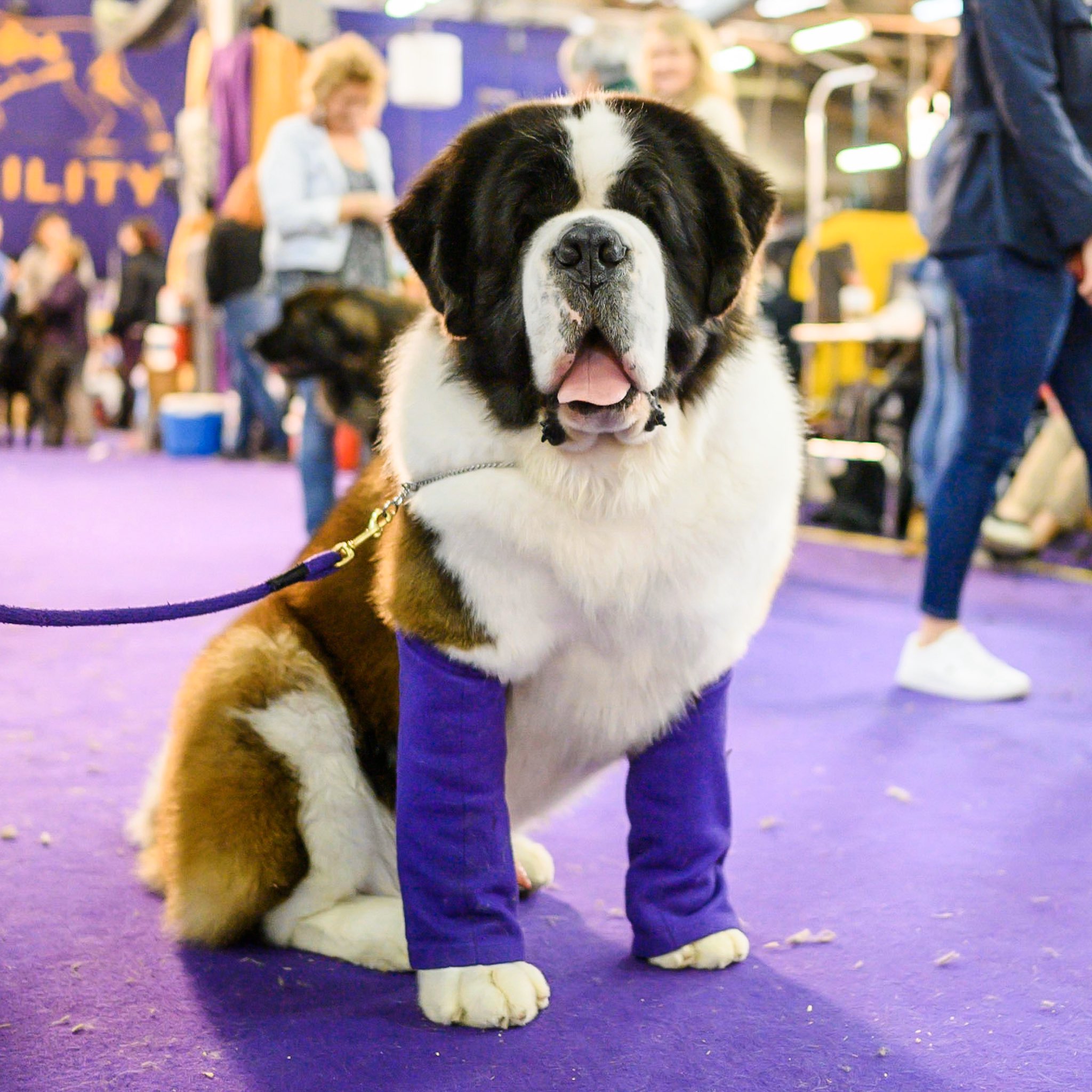 Bernard Dogs St Bernard Kennels Sale St Bernard Kennel Club Deals