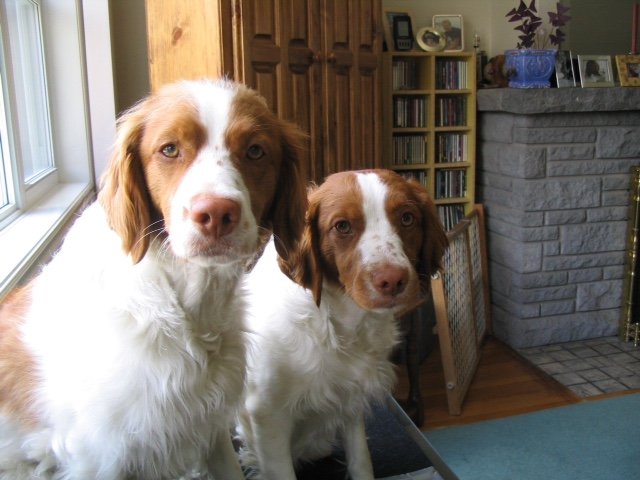 Andrew_P_Hickey's tweet photo. Our beautiful Britts then (Charlotte & Maddie) and now our @NbranRescue #BusyBailey and #RubyRoyale Our best in show!! https://t.co/DRmIolkIvK