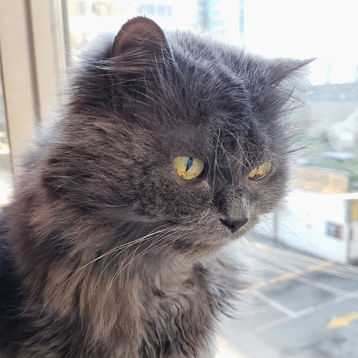 TehRealKitty's tweet image. Miss #kitty enjoying the view #catsoftwitter #tehrealkitty #cutecats