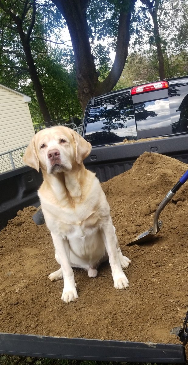 DePewJohn's tweet photo. My best worker Hank #bestathomecontest #WKCDogShow https://t.co/re2ObDmgKW
