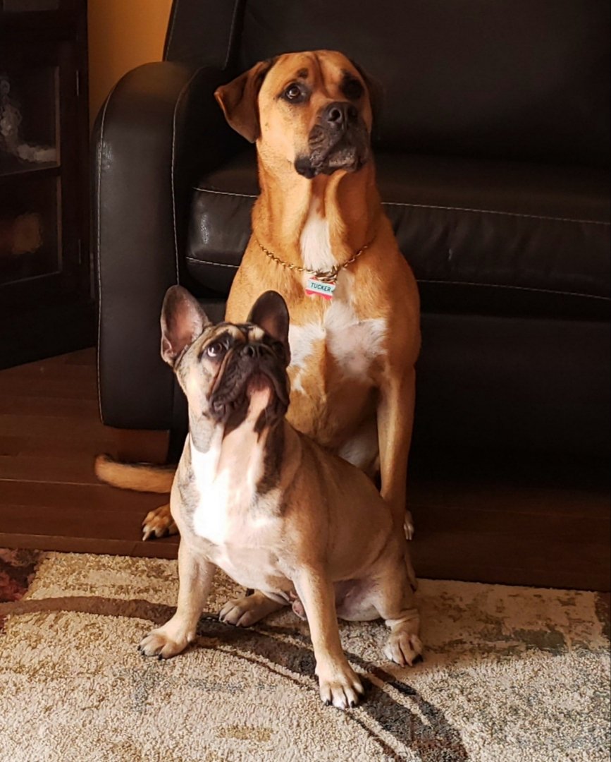 cwk1028's tweet photo. Tucker the Ridgeback and Rocco the French Bull Dog
#besties
#WestminsterDogShow2020 
#BestAtHomeContest https://t.co/wcJVLGhQ6T