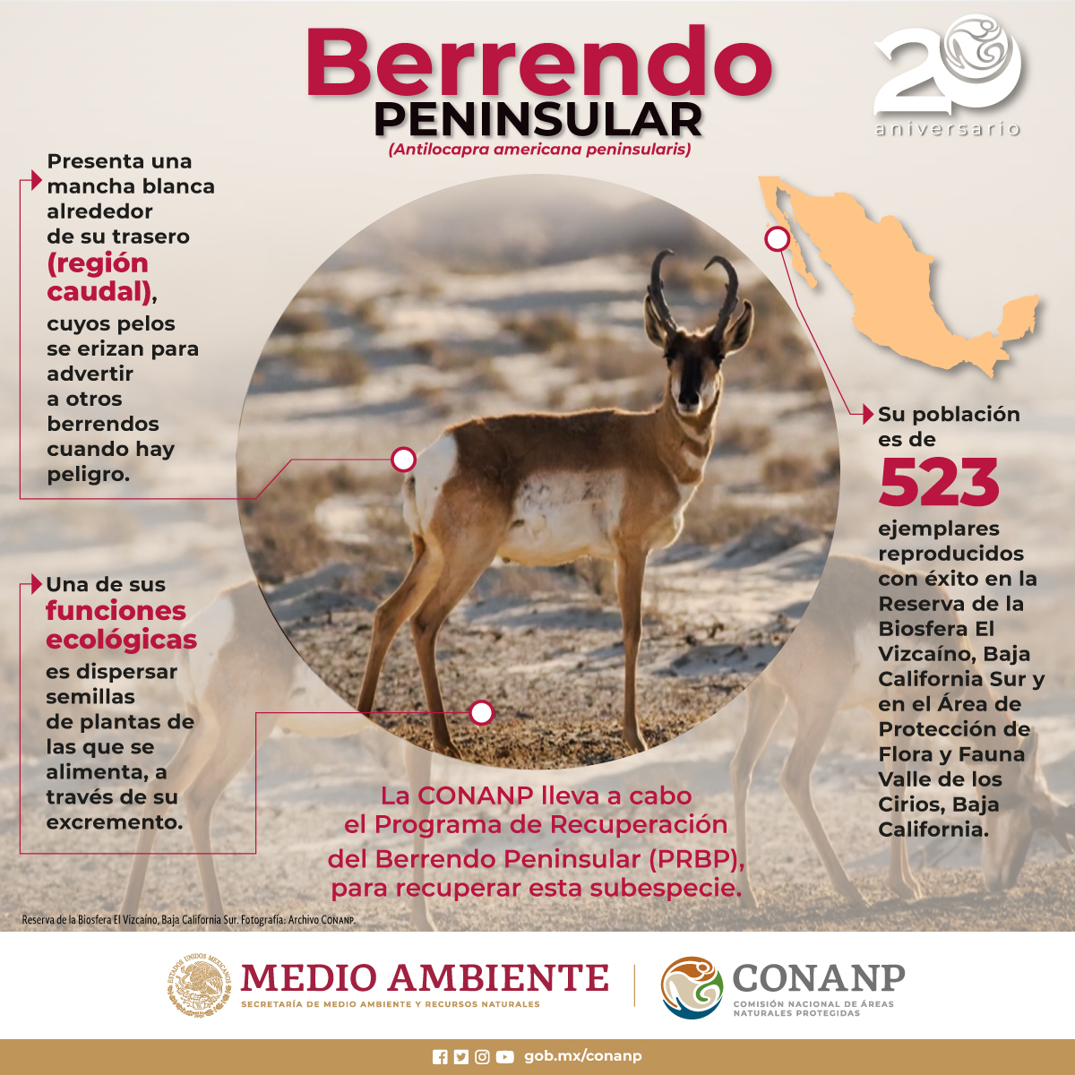 CONANP_mx's tweet photo. El #BerrendoPeninsular (Antilocapra americana peninsularis) es una subespecie endémica de #México y el mamífero terrestre más rápido de #América, alcanzando velocidades de hasta 95 km/h. #ConservarParaVivir 🤩🌿🌱 https://t.co/SZ7rCH1RLX