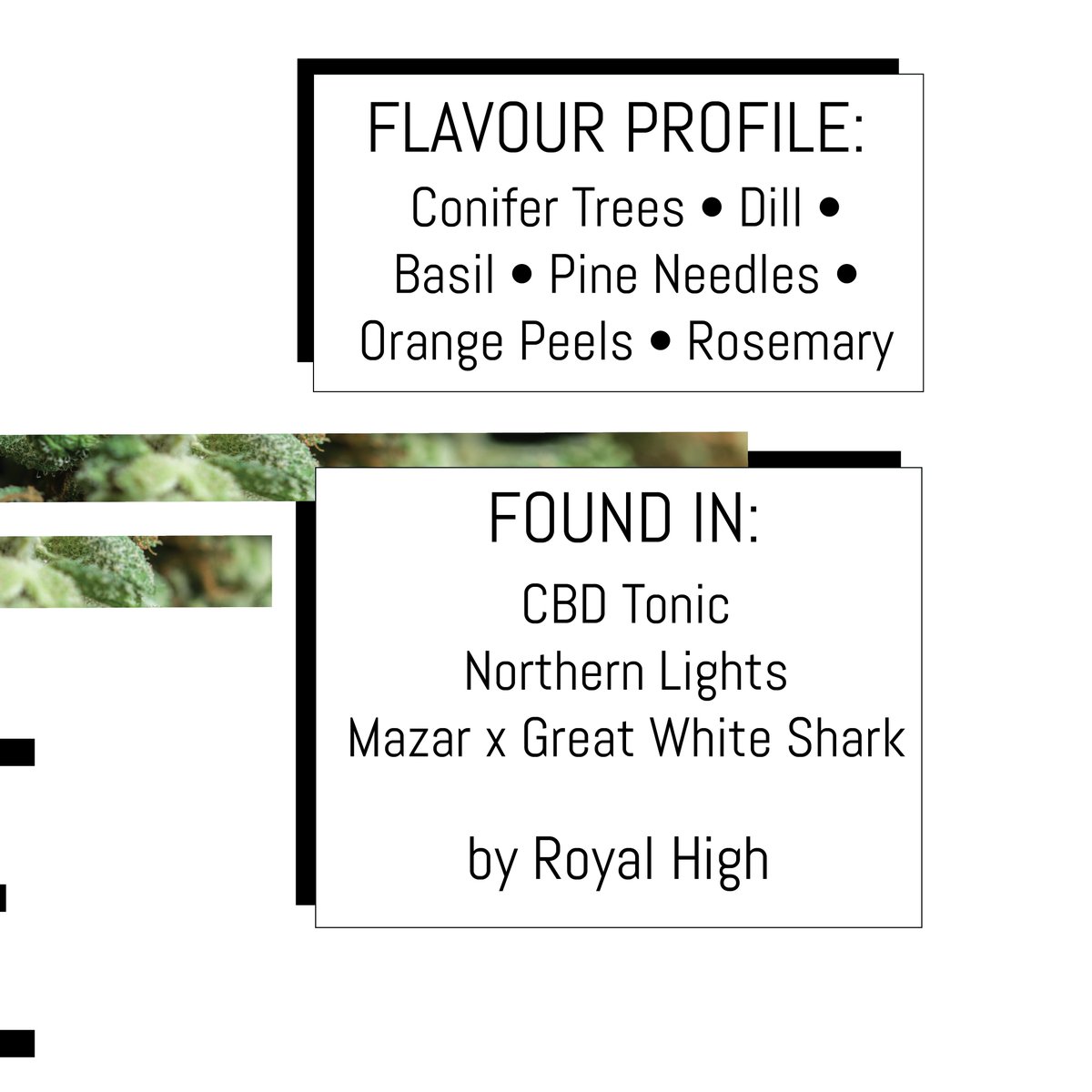 UGreeneries's tweet image. A common terpene in nature, pinene gives off the aroma of...pine. In its #AlphaPinene form, it potentially increases alertness and has anti-inflammatory benefits. Present in conifer trees, pine needles, orange peels, dill, and basil, it adds a fresh woodsy aroma to cannabis. 🌲