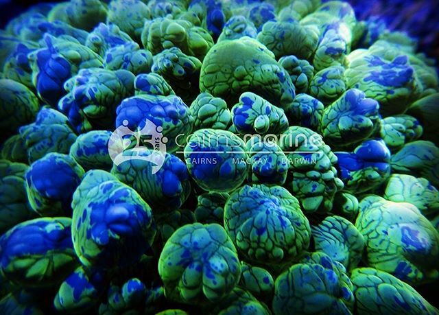 All about that bubble 💧
-
-
-
#plerogyra #plerogyrasinuosa #bubblecoral #allmymoneygoestocoral #livecoral #aquariumhobby #coraltank #marinetank #reefer #saltwateraquarium #coralporn #reefing #saltwatertank #reeftank #coral #coralcollection #happyreef… ift.tt/39sxwXP