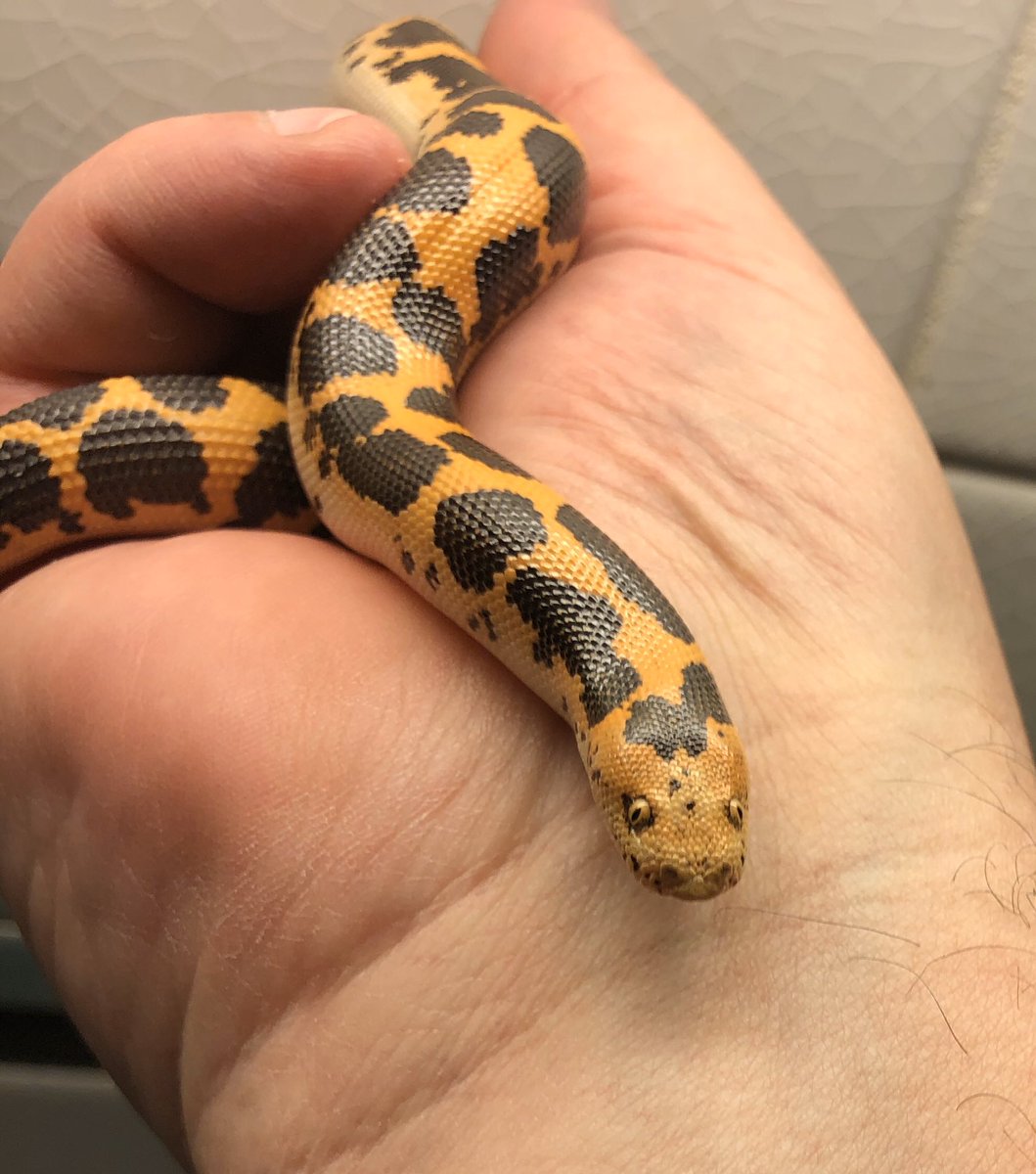 markowenmartin's tweet photo. #BabyCarl update: eating, growing, exploring. But still a tiny jewel of a #MicroNoodle. #KenyanSandBoa @MaureenBug @SarahMackAttack https://t.co/3sumwNefRd