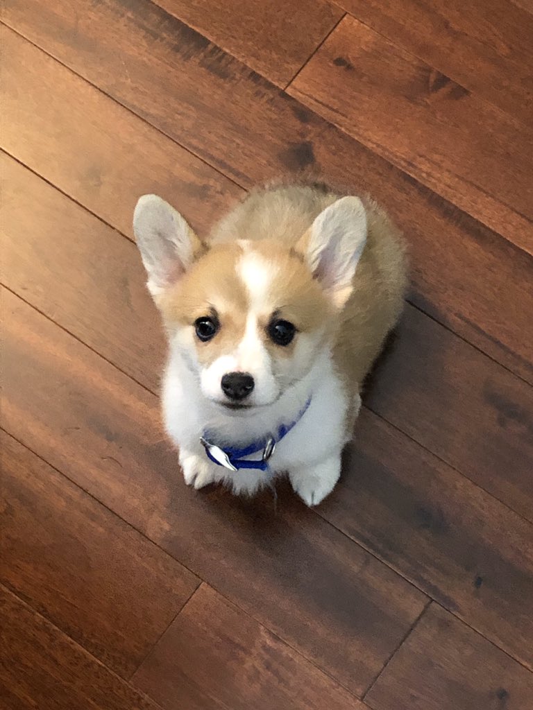 jennyc814's tweet photo. #bestathomecontest #WKCDogShow  Little Oliver ❤️ https://t.co/upFHuPZbCD