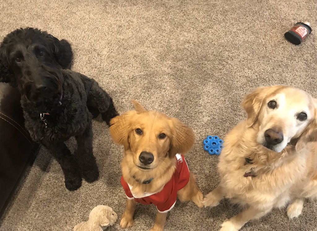 ITraudt's tweet photo. 👍🏻💕🐾 Golden Retriever fan club! #BESTATHOMECONTEST #WKCDOGSHOW https://t.co/pLFgdDLwuC