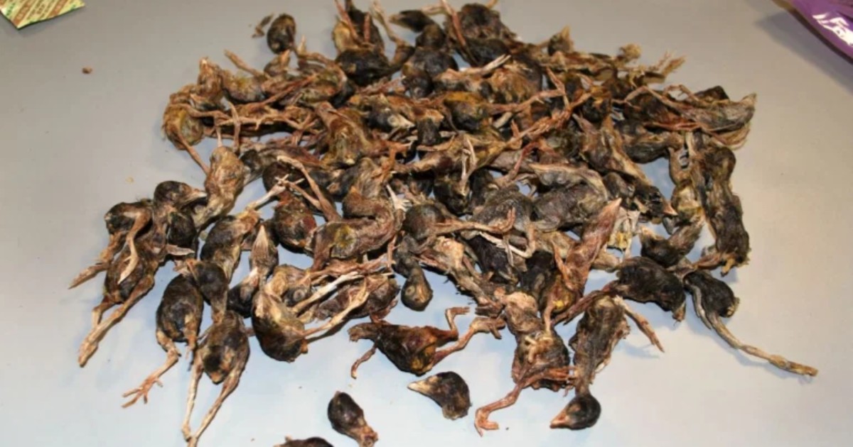 Chris_1791's tweet image. Federal officials seize bag of dead birds from China at Dulles airport dlvr.it/RPs6g8 #News #CustomsandBorderProtection via @dcexaminer