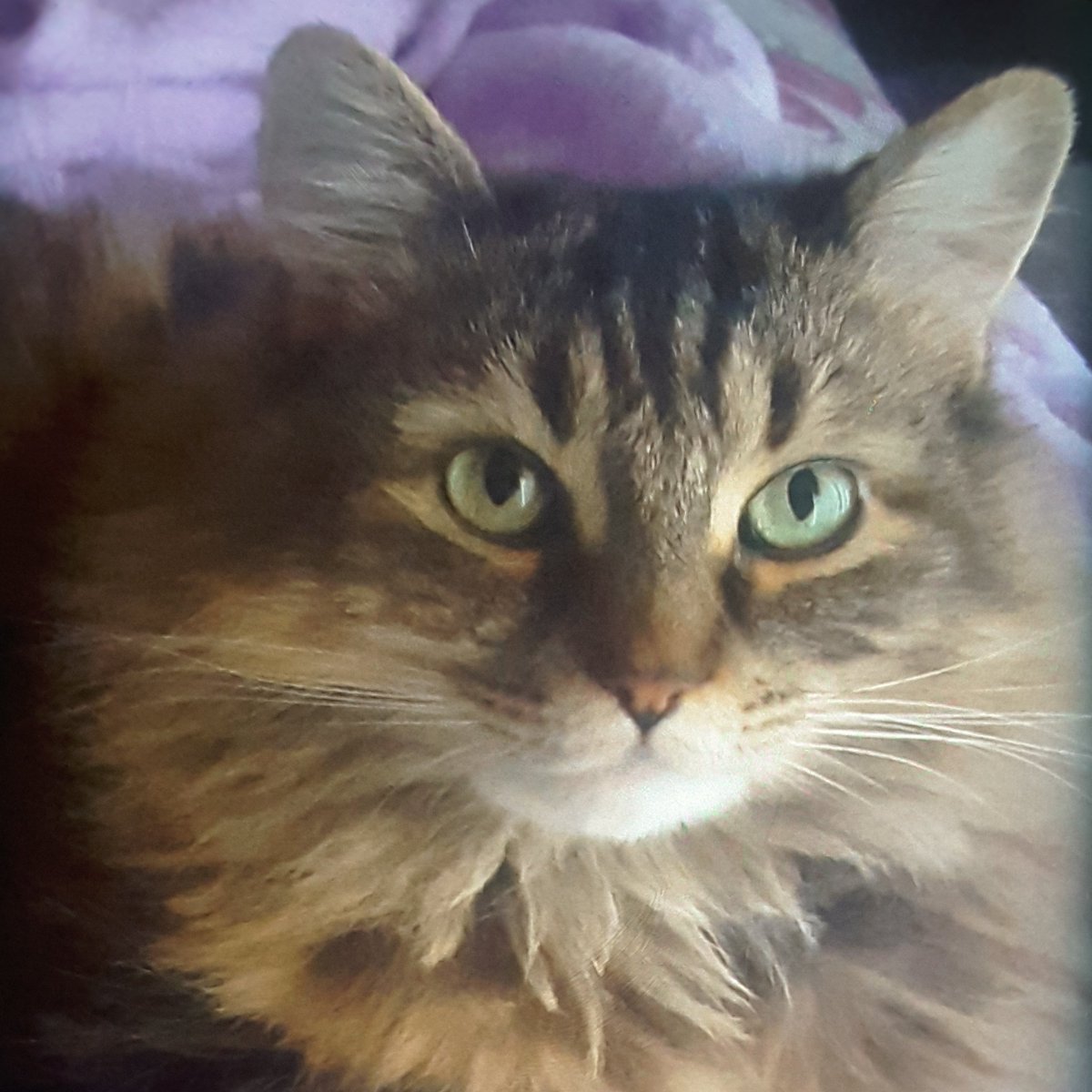 #NewProfilePic. My sweetest best friend, how l miss the cuddles, buntahh head butts, kitten face so clever with the best loud purrs ❤ My life remains a nightmare without my Princess Streaxsamillion 🐾🐾 only the prettiest, quiet &amp; sweetest soul ever! 💕❤ 💕 #nothingcompairs XO