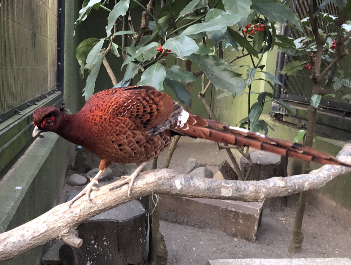 千葉市動物公園 腰あたりにまっ白な羽 その名もコシジロヤマドリ 万葉集 に登場するほど 昔から人々に親しまれてきたキジの仲間です 好奇心旺盛なオスはすぐ近くまで寄ってきてくれますよ 企 Chibazoo