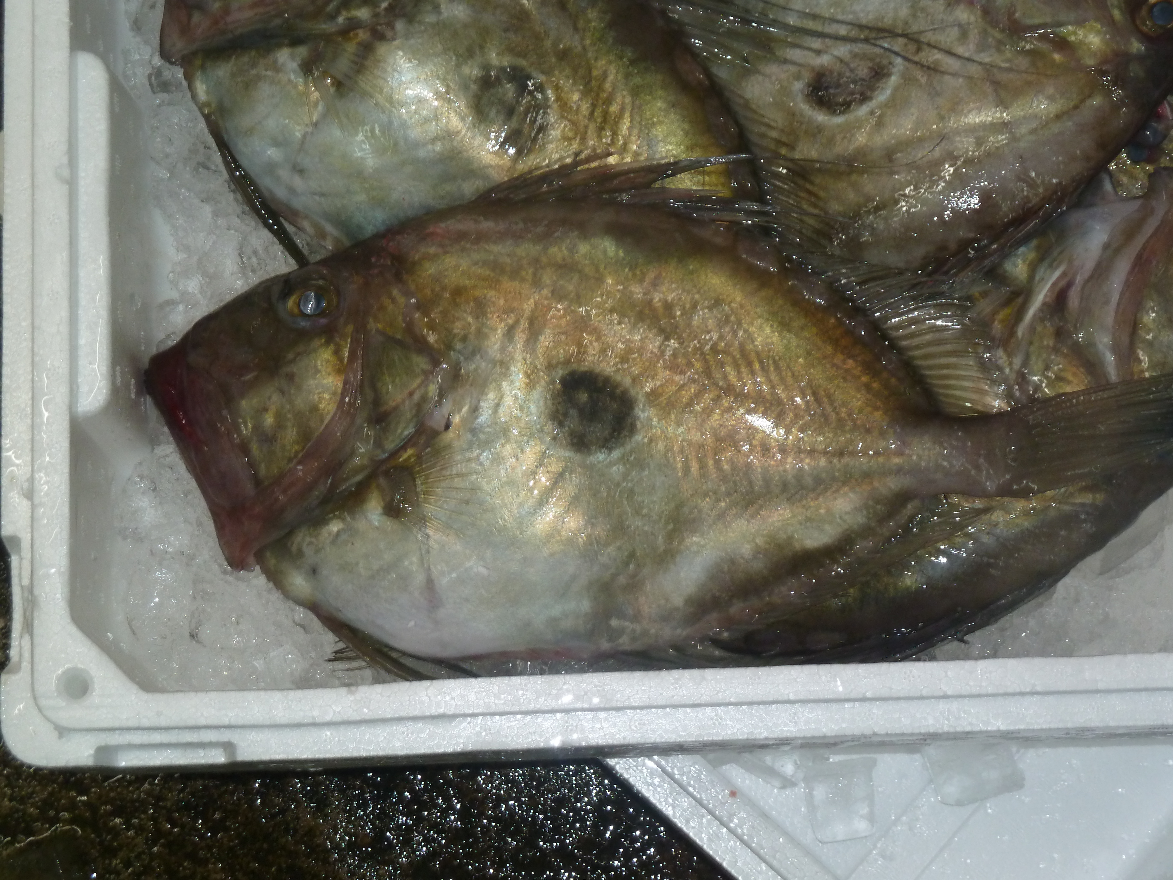 的鯛 Twitter Search Twitter