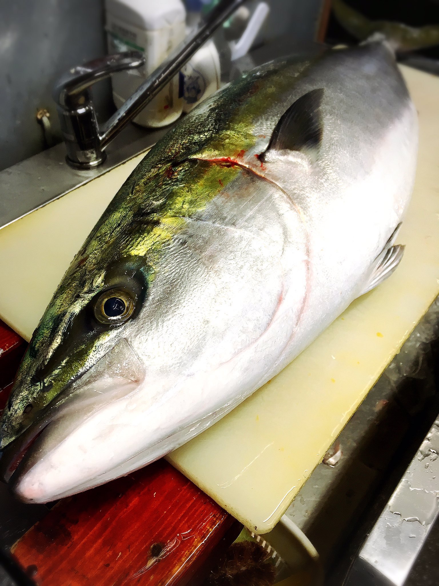 海鮮居酒屋 豊しん Auf Twitter 今日は大型ブリいます ランチは 天然ブリ刺身 ブリ照り焼き イシガキダイ刺身 自家製〆サバなどなど 夜はブリしゃぶ鍋 ホウボウ鍋 石狩鍋 ワタリガニのチゲ鍋 ブリとホウボウのハイブリッド鍋あります 予約受付は14 00