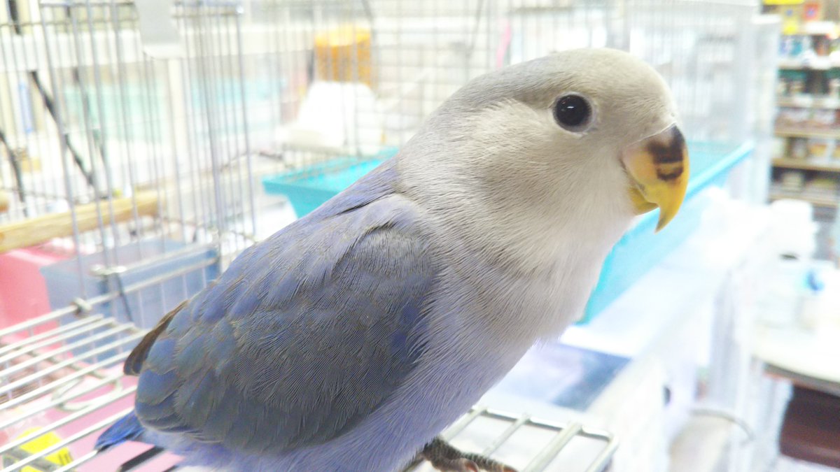 ペットランドスマイルズ港南台 No Twitter コザクラインコ コザクラインコバイオレット ペットランドスマイルズ港南台 No Twitter コザクラインコ コザクラインコバイオレット
