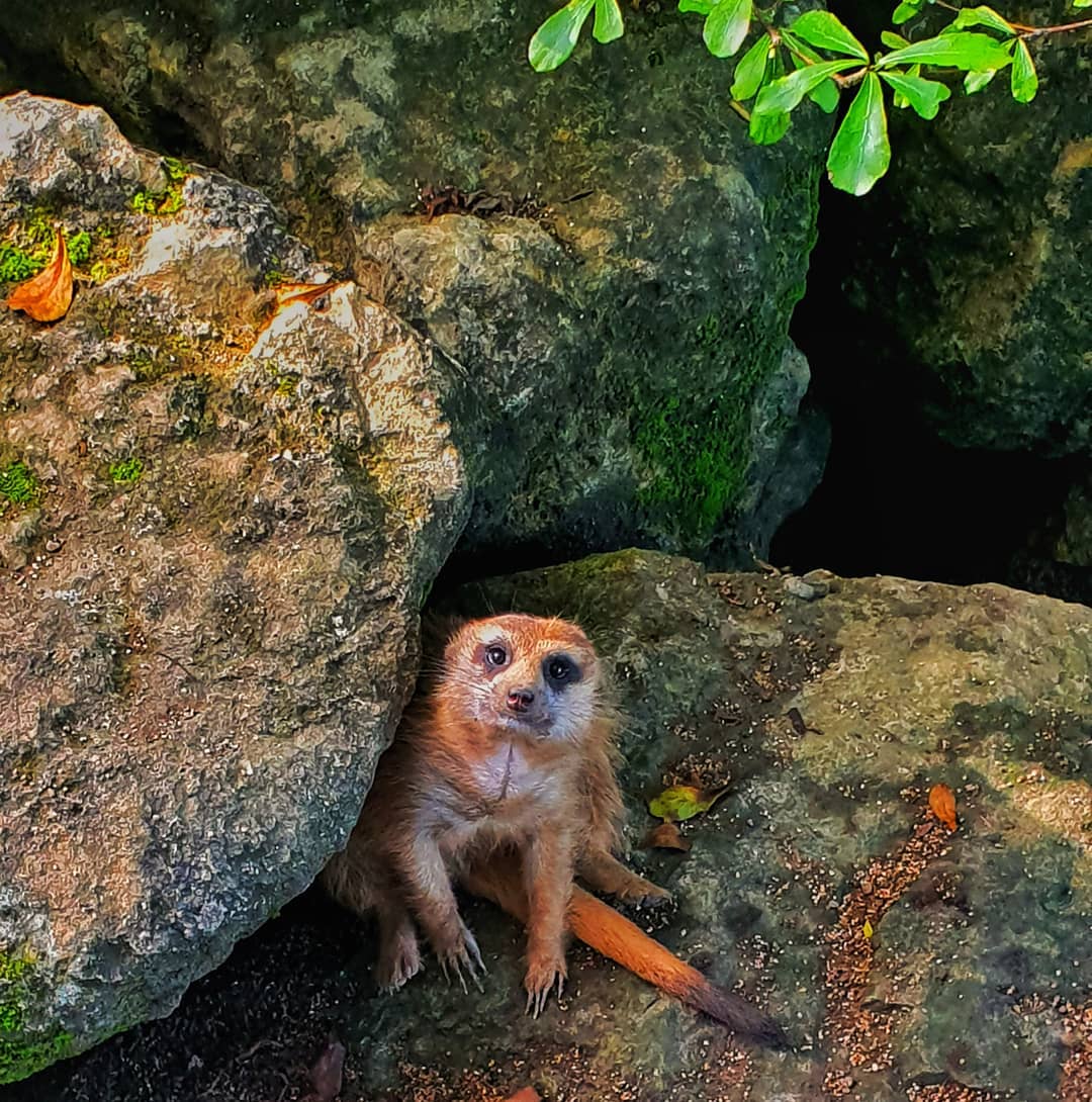 Cebu Safari & Adventure Park tweet media