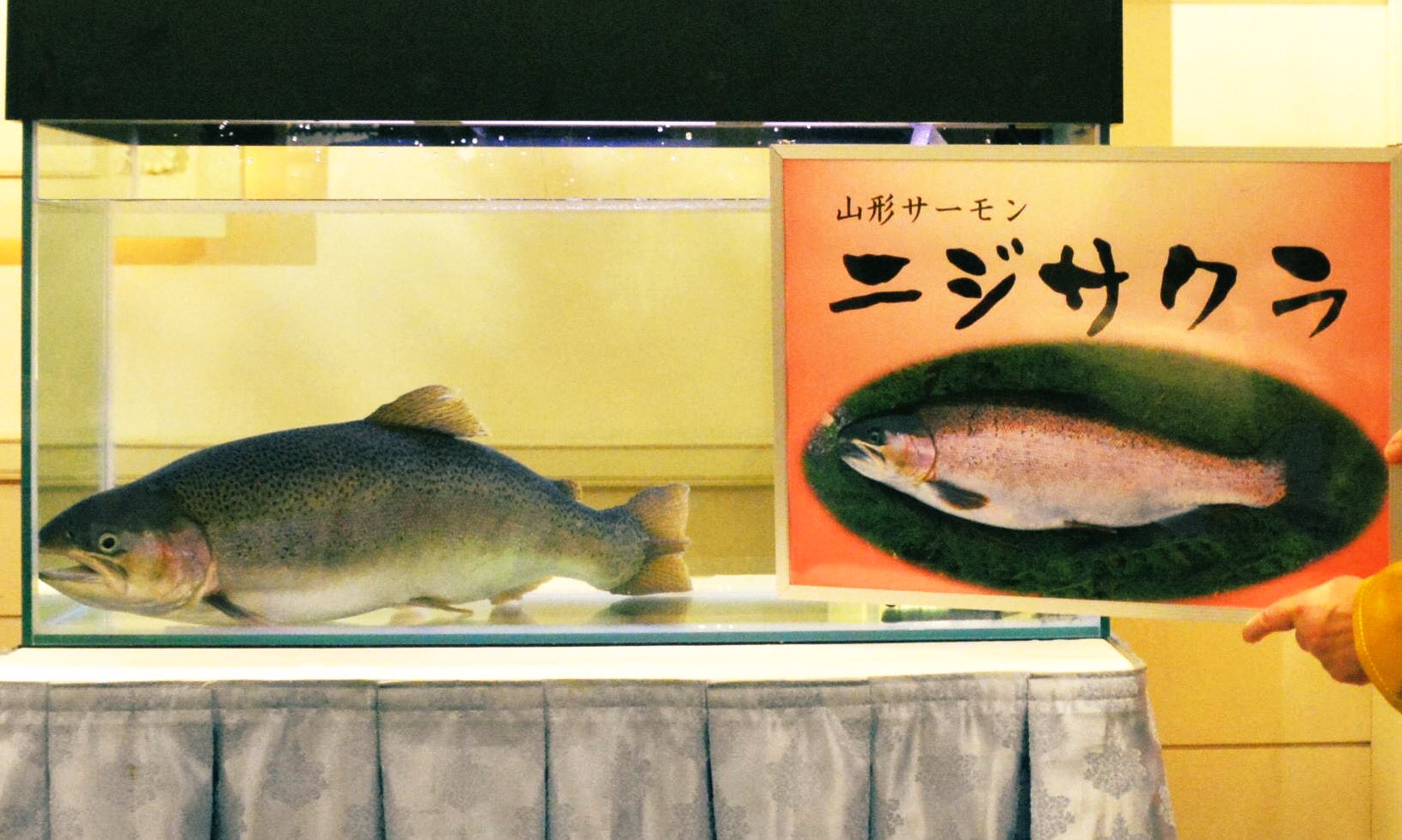 山形県 ここに 山形が国内養殖発祥の地の１つと言われる ニジマス と県の魚 サクラマス があるじゃろ これを W こうして W こうじゃ W ﾆｼﾞ ｻｸﾗ 山形のご当地サーモン ニ ジ サ ク ラ