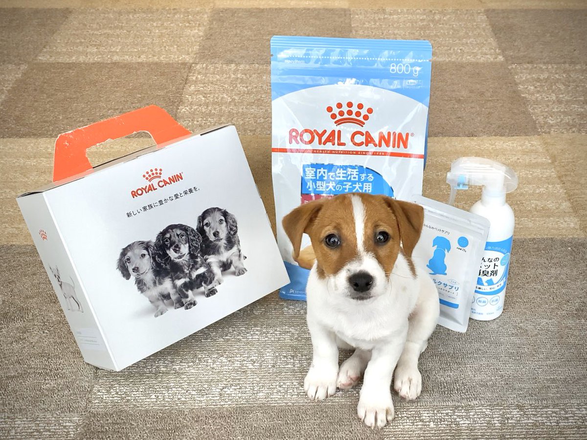 Gonzalez_JRT's tweet photo. #jackrussellterrier #puppy #ジャックラッセルテリア #仔犬 #いぬのきもち部 #いぬスタグラム #いぬ #Jackrussell #jrt #jackrussellsofinstagram #わんすたぐらむ #dog #タレント犬 #婚活女子 #いぬバカ部 #royalcanin #royalcaninit #ロイヤルカナン #みんなのペット健康専門店 https://t.co/iOHbwUytY6