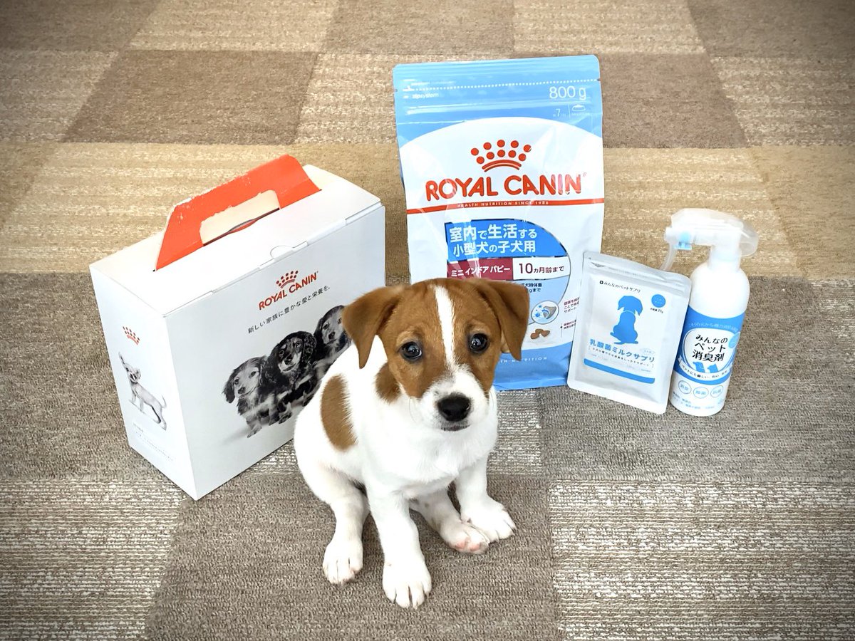 Gonzalez_JRT's tweet photo. #jackrussellterrier #puppy #ジャックラッセルテリア #仔犬 #いぬのきもち部 #いぬスタグラム #いぬ #Jackrussell #jrt #jackrussellsofinstagram #わんすたぐらむ #dog #タレント犬 #婚活女子 #いぬバカ部 #royalcanin #royalcaninit #ロイヤルカナン #みんなのペット健康専門店 https://t.co/iOHbwUytY6