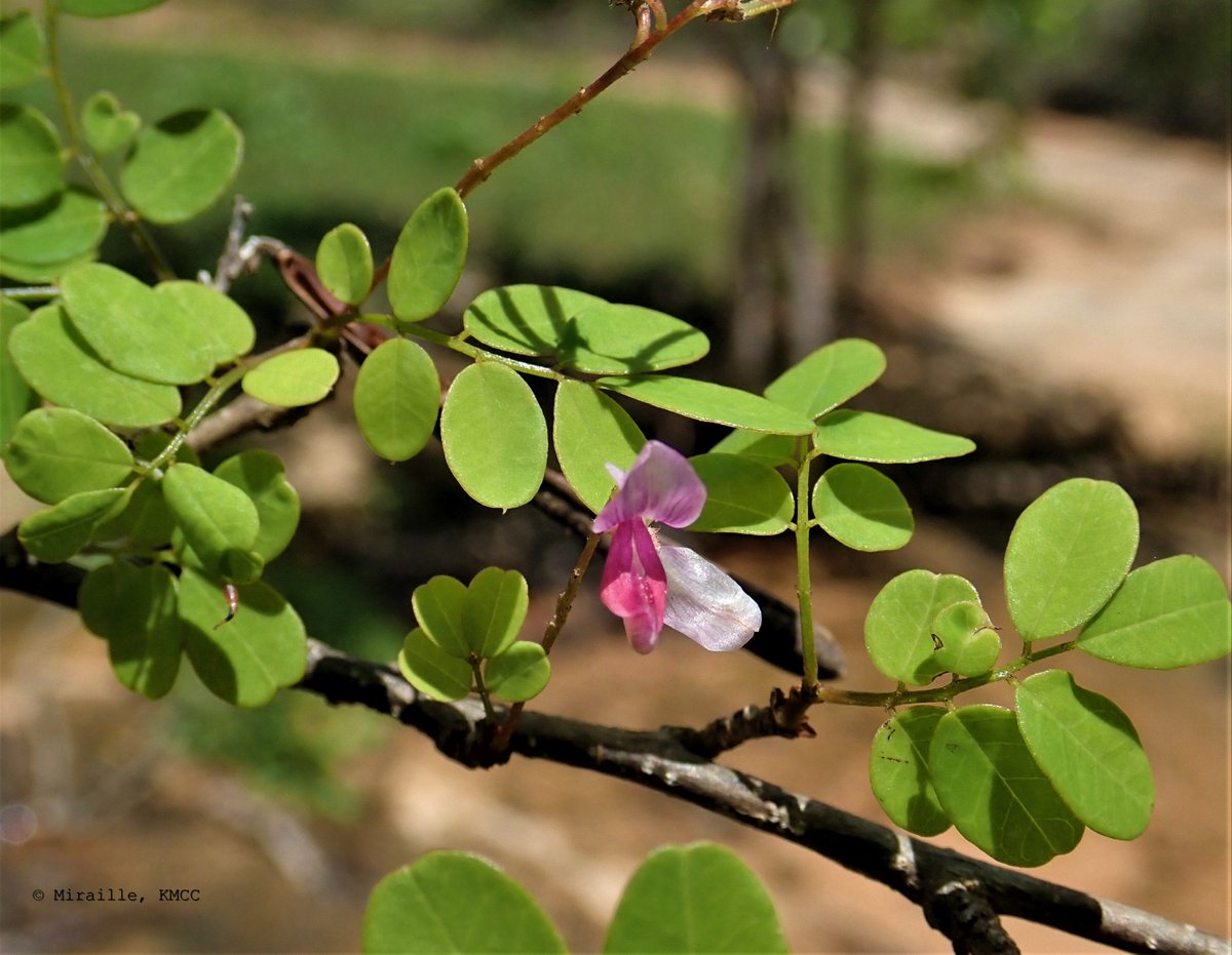 Indigofera leucoclada #Fabales #Fabaceaea poussant dans la région Nord #Madagascar @TeamKMCC