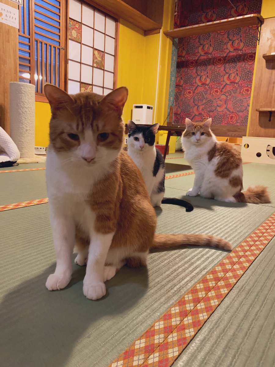 保護猫カフェ ネコリパブリック東京お茶の水店 ねこまつり2日目 遊びに来るの待ってるニャ ネコリパお茶の水 保護猫 湯島 お茶の水 ねこまつりat湯島