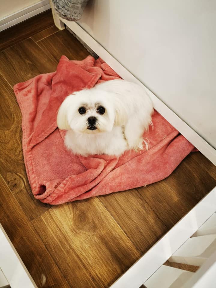 TailsMarbella's tweet photo. We loved having this little darling at Happy Tails yesterday! What furry visitors will we have today?!!🐶😍❤️

#cutedog #marbella #marbellapets #costadelsol #petcare https://t.co/cIJjkjI6QZ