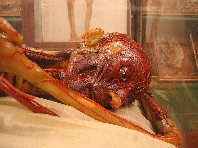 CrookEleanor's tweet image. Lecturing yesterday, showed this #anatomicalmodel and watched audience squirm at its harrowing beauty. Felt cruel to pain them, but good to see Susini’s #waxwork moves people so.