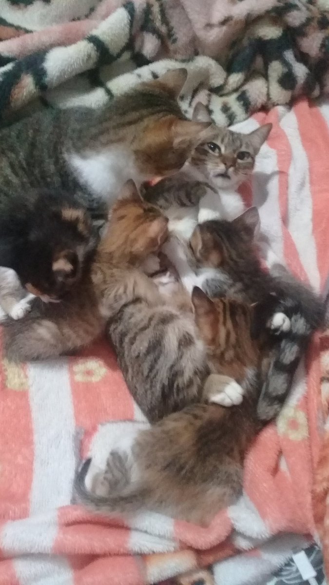 FancyBoris's tweet photo. Motherhood... https://t.co/Ci3FYBlZ2G