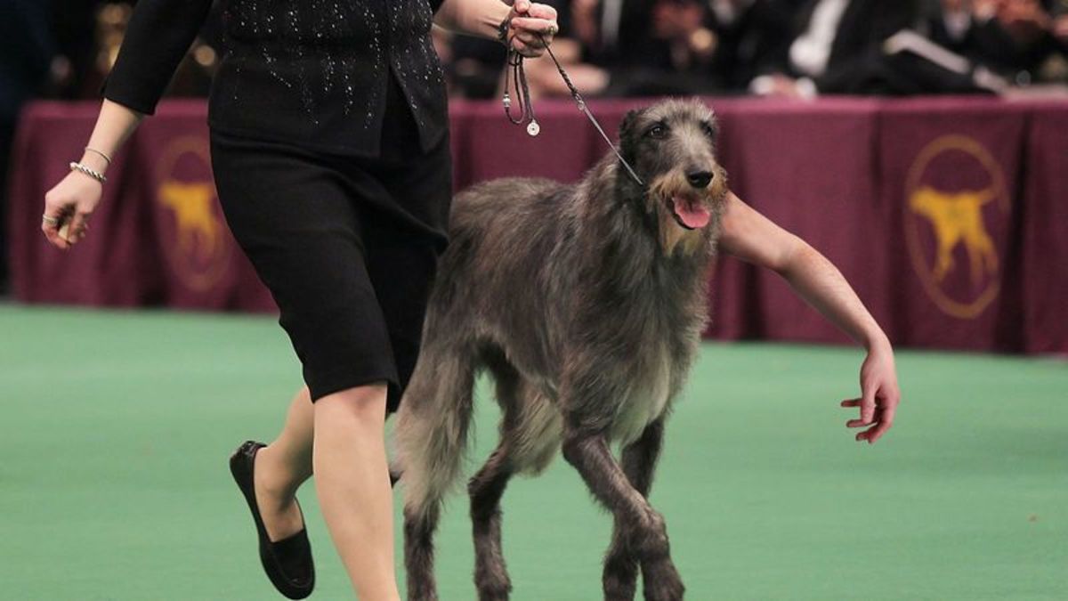 TheOnion's tweet photo. Dog At Westminster Show With Human Arm Sprouting From Neck Tests Positive For HGH https://t.co/kyViDueaDx https://t.co/rKGkggN8Se