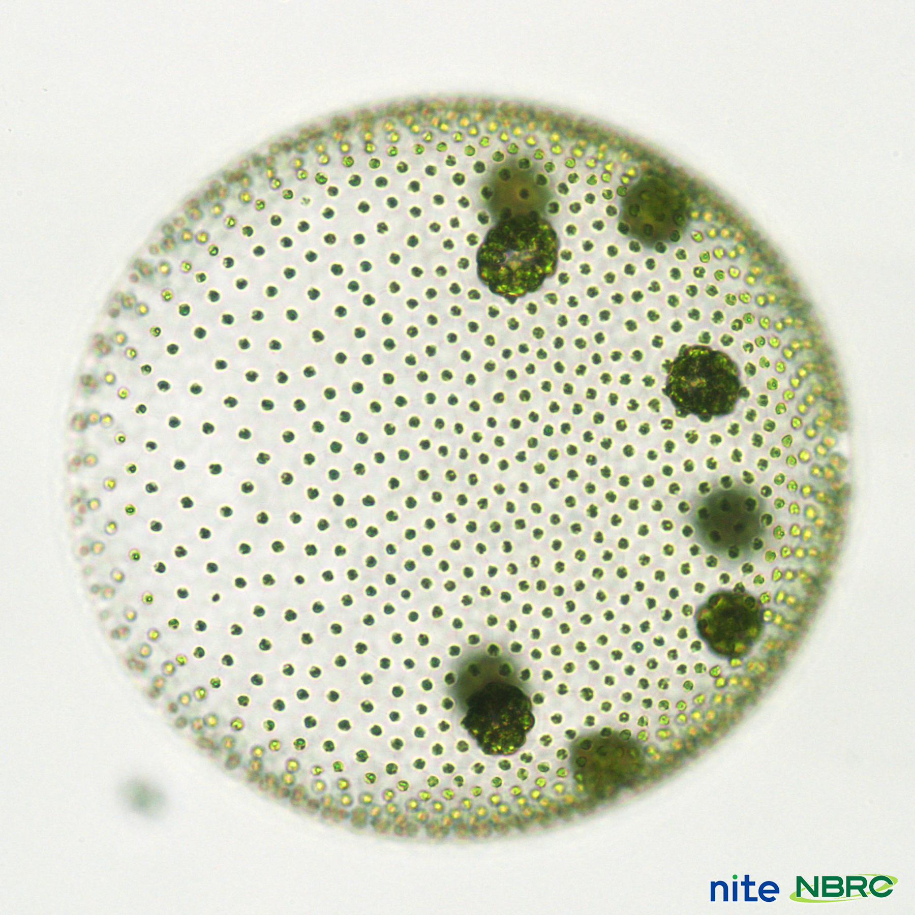 Microbio Pa Twitter 毎日微生物 ボルボックス Volvox Sp 池や田んぼなど水のきれいな場所に生育 球体は数千個の細胞がつながっており内部は中空になっています 細胞のべん毛を動かすことで光に向かって泳ぐことができます 直径 0 5mm程