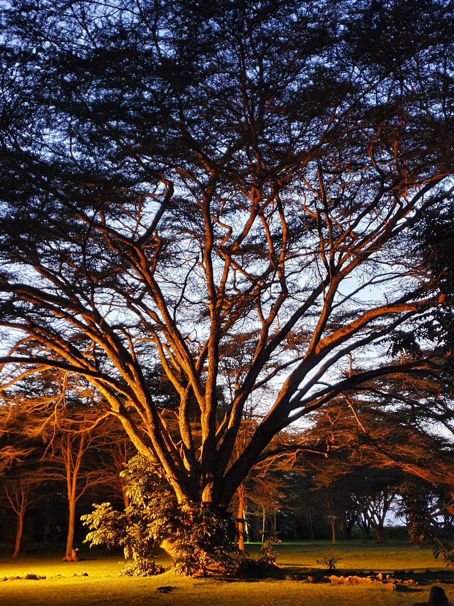 YvesZuniga's tweet photo. Had a wonderful dinner last night with fellow global mental health campaigners at Simba Lodge. Good food is good for our mental health 💚 #SYM2020 #RoadToKenya https://t.co/nvFrq2MzGw