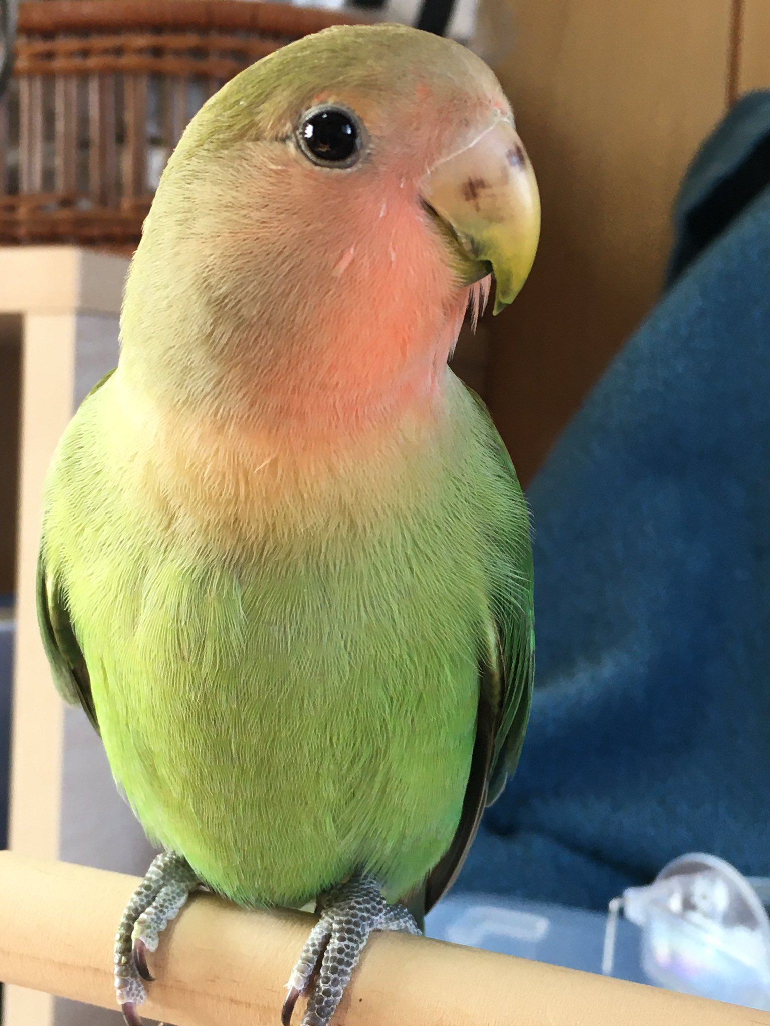 つくねちゃんとぼんちゃん コザクラインコの頭部の形から 雄雌の判断に詳しい人 教えてください つくねちゃんは男の子ですか 女の子ですか T Co Kzsndv7kio Twitter