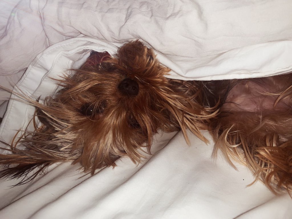 mollyysuee's tweet photo. My puppy is now in her terrible twos!!! She never stops whining no matter how happy she is!!! I love my little stinker!! ❤️❤️🐶 https://t.co/mxwxlv5ecw
