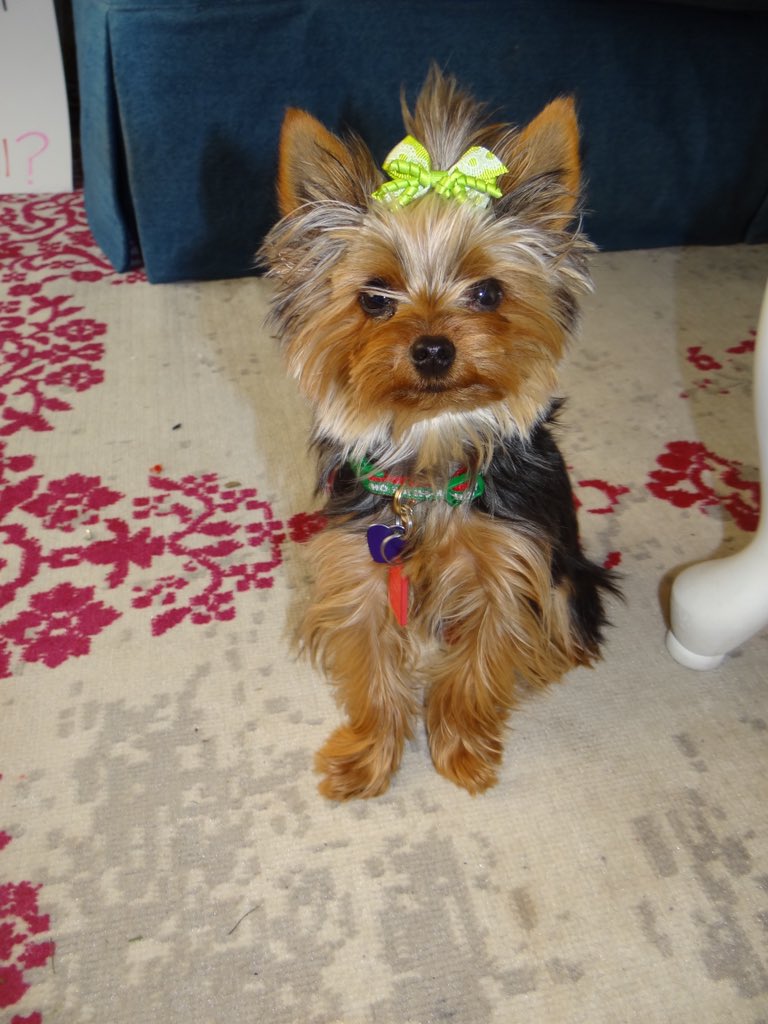 mollyysuee's tweet photo. My puppy is now in her terrible twos!!! She never stops whining no matter how happy she is!!! I love my little stinker!! ❤️❤️🐶 https://t.co/mxwxlv5ecw
