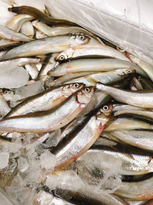 チカの特徴 見分け方 写真から探せる魚図鑑
