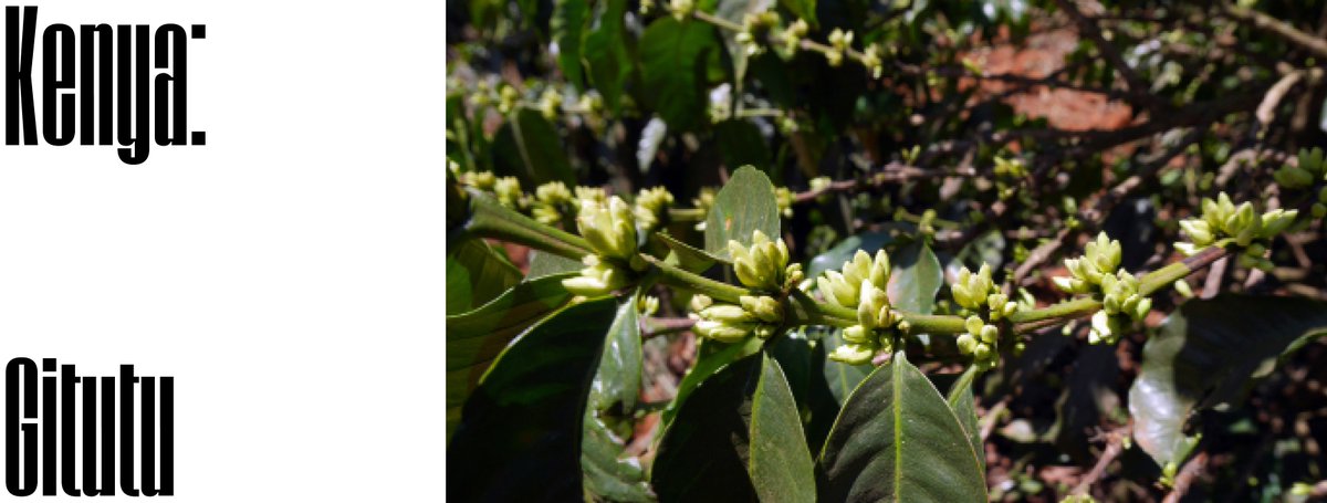 OriginCoffeeRoasting tweet media