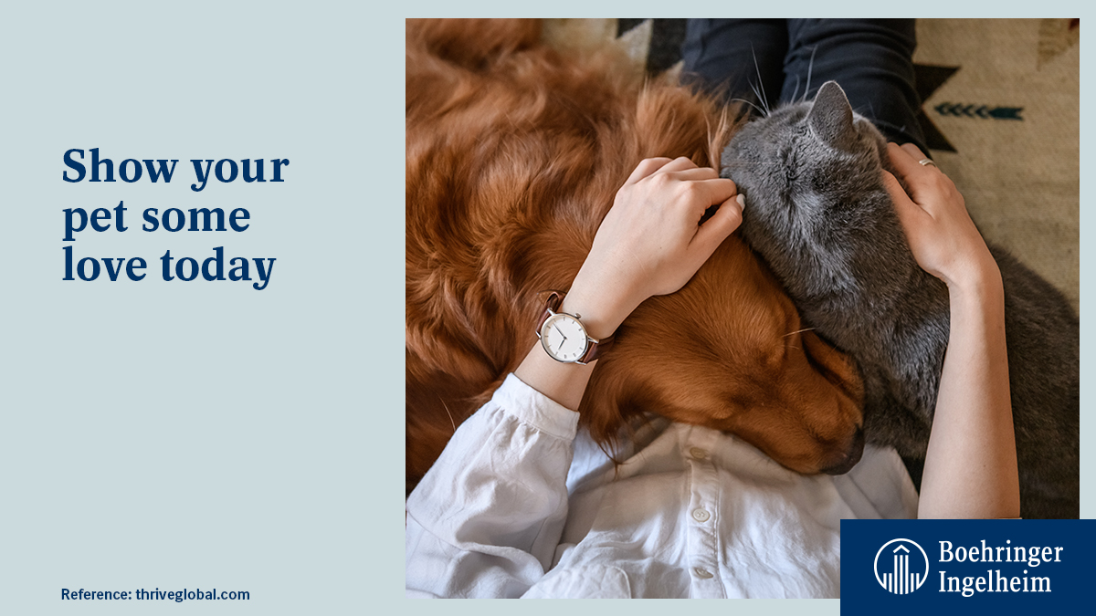BoehringerMEA's tweet photo. Our pets are the best remedy after a long and stressful day at the office. Show them a little extra love today. #AUniqueBond https://t.co/6cNYE1mzfB