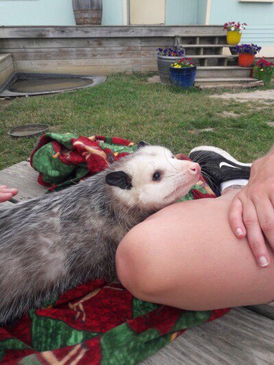 Possumeveryhour.io (@possumeveryhour) on Twitter photo 