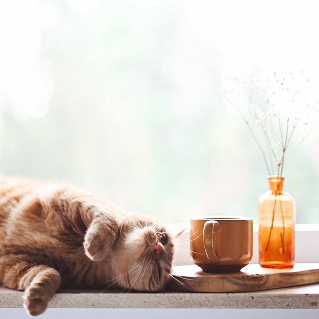 Da kann der Kaffee noch so stark sein, an manchen Tagen würde man sich lieber nochmal im Bett umdrehen. Die gute Nachricht ist aber: heute ist schon die Hälfte der Woche geschafft! 🐱⁠
⁠
Photo by Gaelle Marcel on Unsplash⁠
⁠
#catlover #kaffeezeit #wochenmitte #catsofinsta…