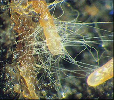 SeriesMycoMicro's tweet photo. #soil #fungi are #microscopic #plant-like cells that grow in long threadlike structures or #hyphae that make a mass called #mycelium. Mycelium absorbs #nutrients from the roots... #JoinUs #seriesscience #jsmm #journal #openaccess #mycology #microbiology 
https://t.co/zJT64Dvvwc https://t.co/q1hY6QNYDS