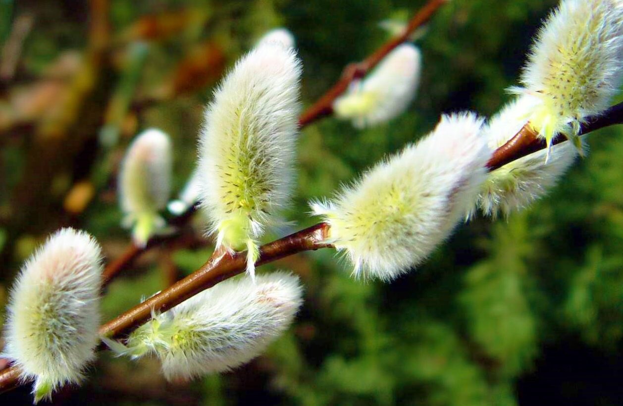 花 自由 気まま 赴くままに 流れ流されて 何事にも逆らわず 何事にも抗わず 生きてみたい4時 今日の誕生花 ネコヤナギ 花言葉 気まま 4時 ﾅｴ T Co Jwlo1jgdxa Twitter