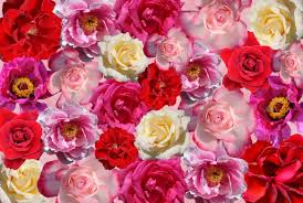 TuriCartagenaES's tweet photo. Se acerca San Valentín y es momento de regalar flores. Cuenta una leyenda que San Valentín curó la ceguera a una joven y ésta plantó el día de su muerte un almendro de flores rosas, como símbolo de su agradecimiento, amistad y amor, para recordar la muerte del santo. #FloreCT https://t.co/Cq7YQNbRR5