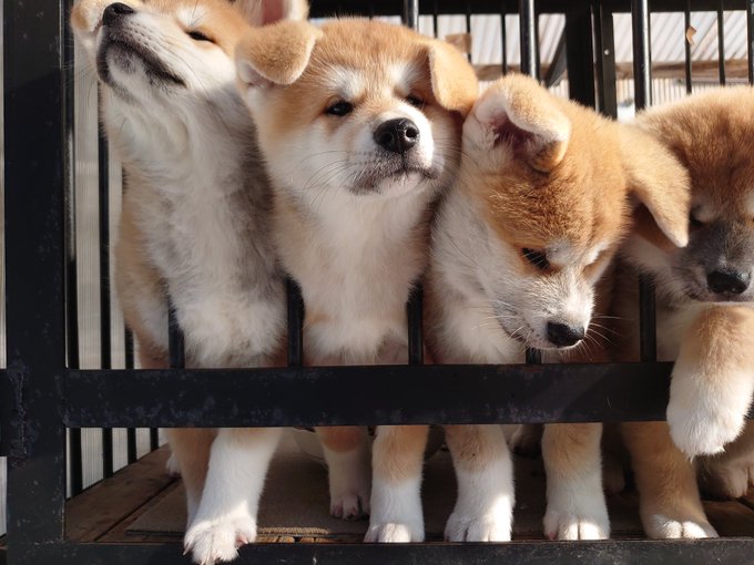 ふわモコ団子 秋田犬の子犬たちが むぎゅぅ っと重なっちゃった 可愛すぎる光景にキュン Peco Goo ニュース