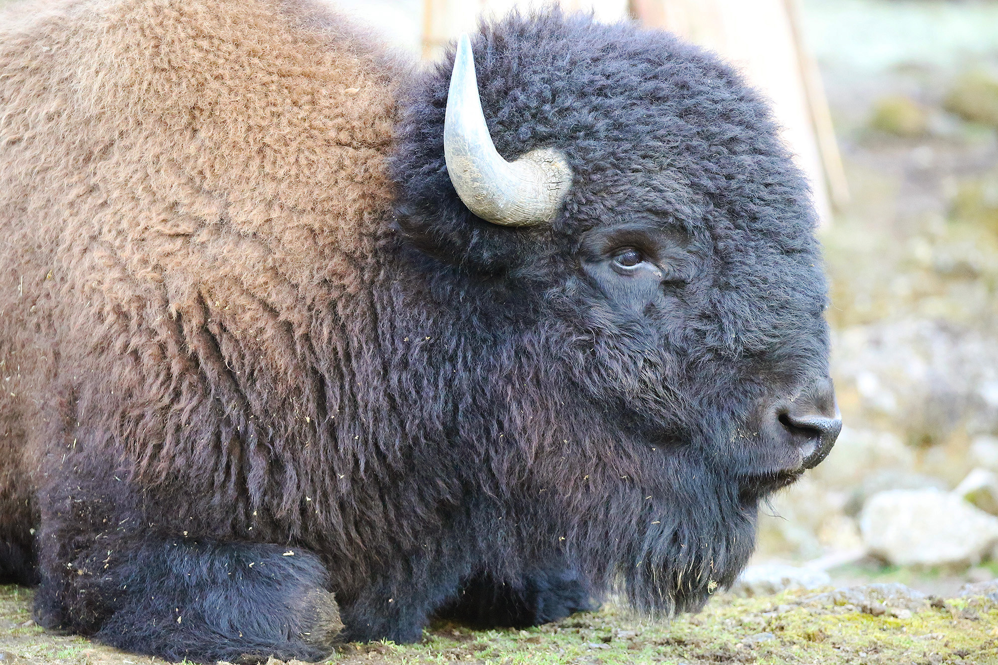 富士サファリパーク公式 モフッモフ 富士サファリパークがオープンした40年前には こんな髪型の飼育員が数多くいましたが 今はまったく見かけません 個性的なバイソンヘア 見た目はコワモテですが心優しい動物 アメリカバイソン 富士