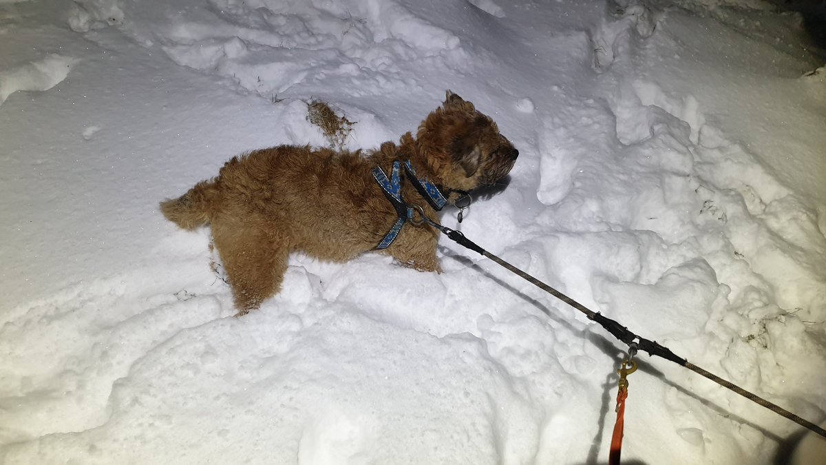 If I had any bits they'd have been frozen off last night 😲❄️🌨️🏔️

#Canicross #HillRunning #BrassMonkeys #Snow