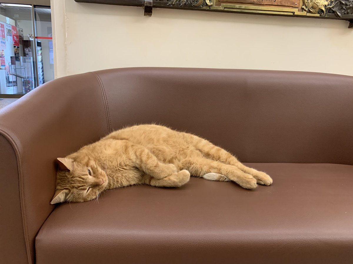 FOuzilleau's tweet photo. 🐱 Chachou était assez fatigué après sa dernière permanence 💤😑 mais il demeure à l’écoute des vernonnais qui viennent le caresser toute la journée.
#servicepublicduchat https://t.co/8lcambdHNT