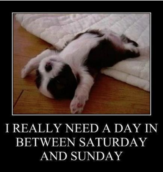 WoofTimeEvents's tweet image. I feel like dogs think its Monday everyday...Patsy is currently asleep inside my jumper acting like she's this AM was so tough she had retreat from reality. Oh yeah the struggle is real *not* 

Next Woof Time on 1st March, 10.30am - 12.30pm, tix in bio x