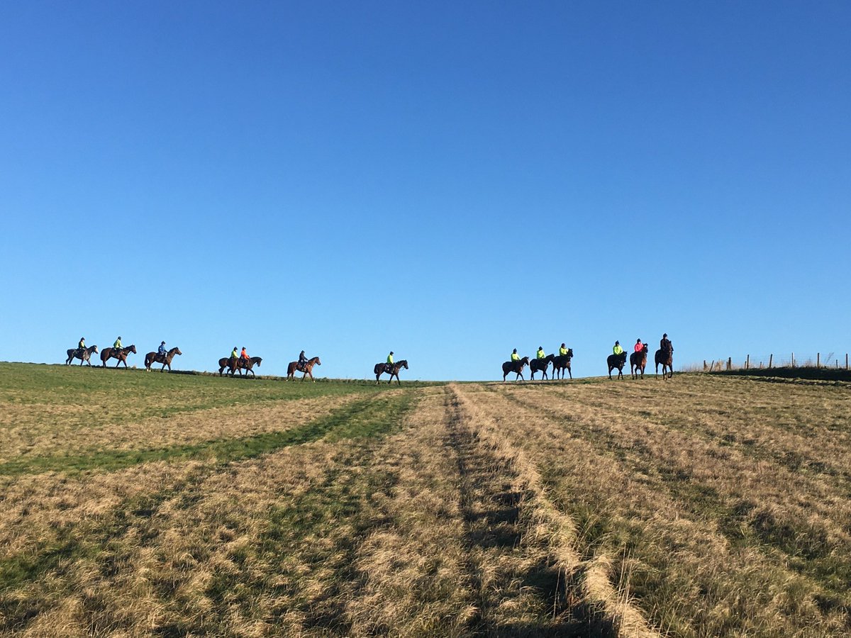 johnsonhoughton's tweet photo. 2yo colts coming back down for their 2nd canter. It was much colder than it looks!! #springiscoming #bringontheflat #teamWoodway https://t.co/RCKvoxarzD